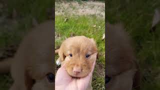 Nova Scotia Duck Tolling Retriever Puppy, Toller Puppy K7