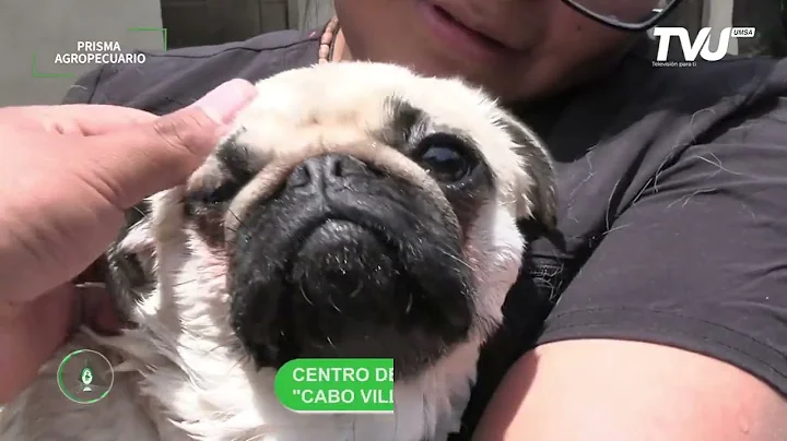 "Hidroterapia en Canes" Centro de Adiestramiento de Canes de la Policía Boliviana.