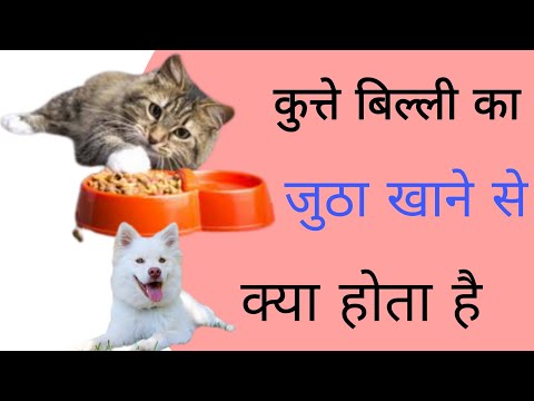 कुत्ते बिल्ली का जूठा खाने से क्या होता है। Kutte billi ka jutha khane se kya hata hai।