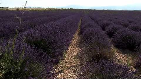 BBC Perfume episode 2 Bottling the Memory. part 2of4