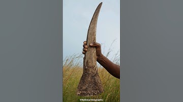 Why Do These People CHAINSAW Rhino Horns? #shorts #rhino