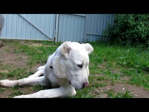 Видео: Здоровье собак: комок в горле собаки