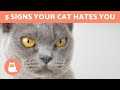 5 Signs Your CAT HATES YOU 😾 - Understanding Feline Aggression