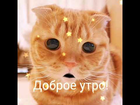 #коты #кошки #котики #новинка #приколы #утро #доброеутро Доброе утро!