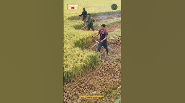 Rice Harvesting Using Brush Cutter Machine