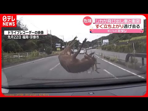 【危険】シカが車と衝突…「気づいた時には、車の前に…」  福岡
