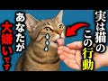 【知らない方が良かった…】猫が嫌いな人だけに見せる行動７選【猫の気持ちまとめ】