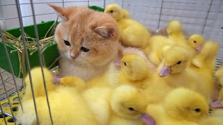 Kitten Loki and ducklings visit the bunny's house together. Ducklings very happy