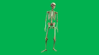 Skeleton Green Screen