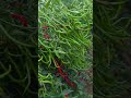 mirch harvesting #funny #duet #comedy #grow #farming #fouryoupage #viralvideo #watch #kishan