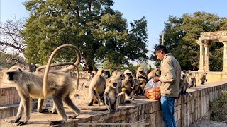 नये साल के दिन हम चित्तोड़गढ़ क़िले पर बन्दरों के लिए टमाटर लेकर गए