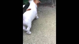Litle Mike :) Jack Russell Terier ; playing with snail.