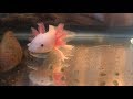 GETTING OUR PET AXOLOTL