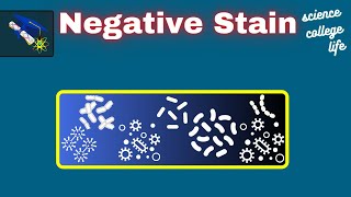 How to do Negative Staining | Microbiology Lab