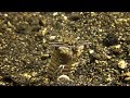 Bobbitwurm beim Jagen - Hunting Bobbit Worm (Lembeh)