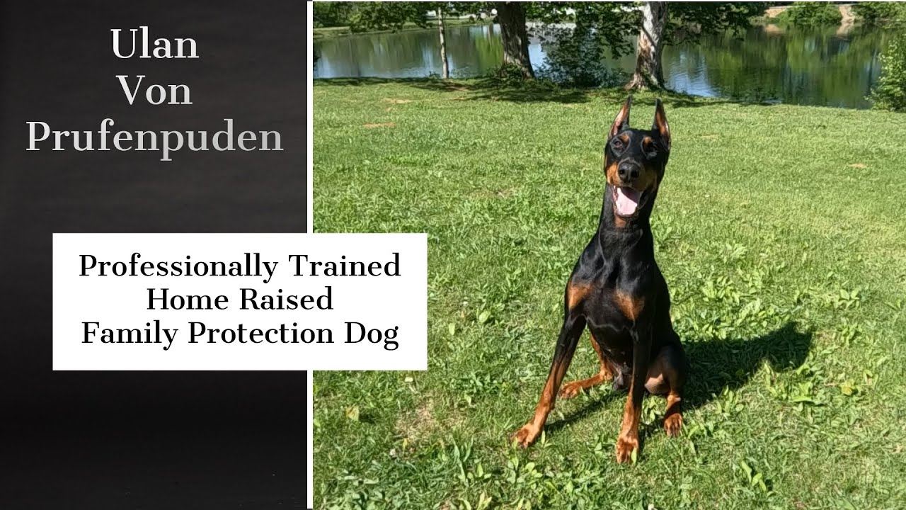 Elite Level Family Personal Protection Dog "Ulan" Video Sales Brochure Handsome! Fun! Powerful Dobe