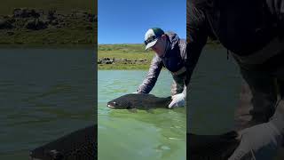 Iceland holds some of the biggest brown trout in the world