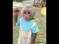The monkey took the initiative to take a hat to shade his father from the sun