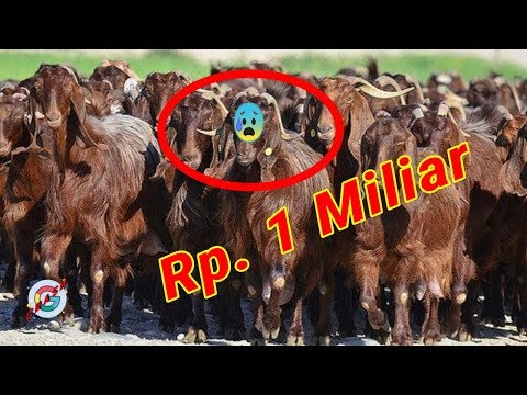 Kambing Termahal "Monster Kambing" Begini Bentuk Sebenarnya