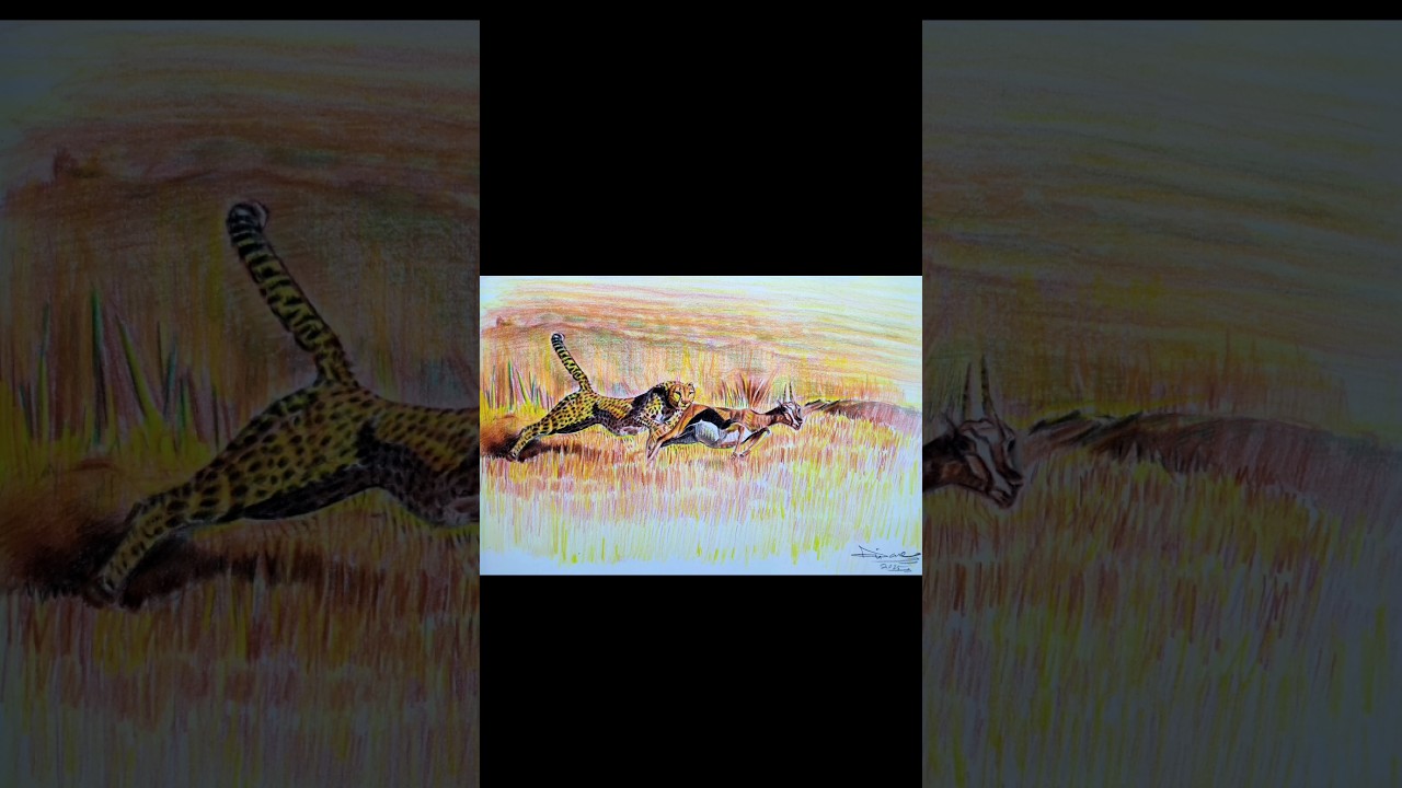 cheetah hunting deer drawing wildlife drawing 