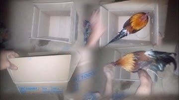 xa qaib dib mus xeev khuam nb