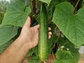 How to grow cucumbers hydroponics from seed at home