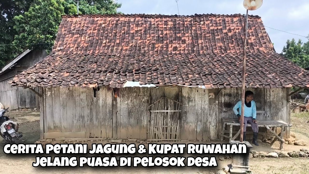 Cerita Petani Jagung Di Desa Modal 3,5 Juta Dalam 3 Bulan Jadi 13 Juta Wah Enake Lur...