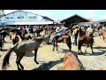 Perkumpulan hargaharga kuda terkini  pasar kuda  kuda part 183