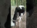 cow in best from,