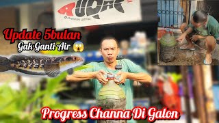 Update 5Bulan Progress Channa Maru Di Galon‼️ Gak Ganti Air ❓