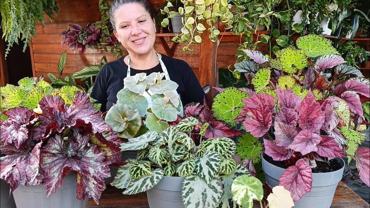 Begônia: Como cultivar, adubar e fazer mudas.