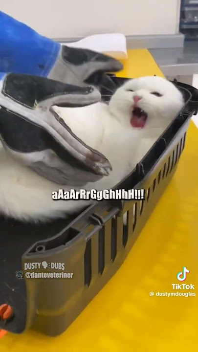 Dusty Dubs Cat Compilation Part 1 | NOT MINE | TIKTOK: DustyMDouglas