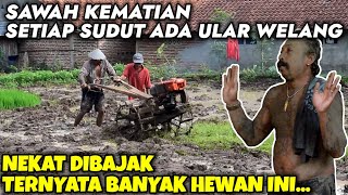 SAWAH SARANG ULAR WELANG TERNYATA MALAH BANYAK BELUTNYA