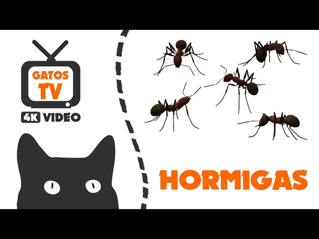 Gato tv hormigas en video de pantalla para gatos 4k video 