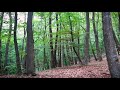 Forest Birdsong - Nature Sounds - 3 Hours Birds Singing