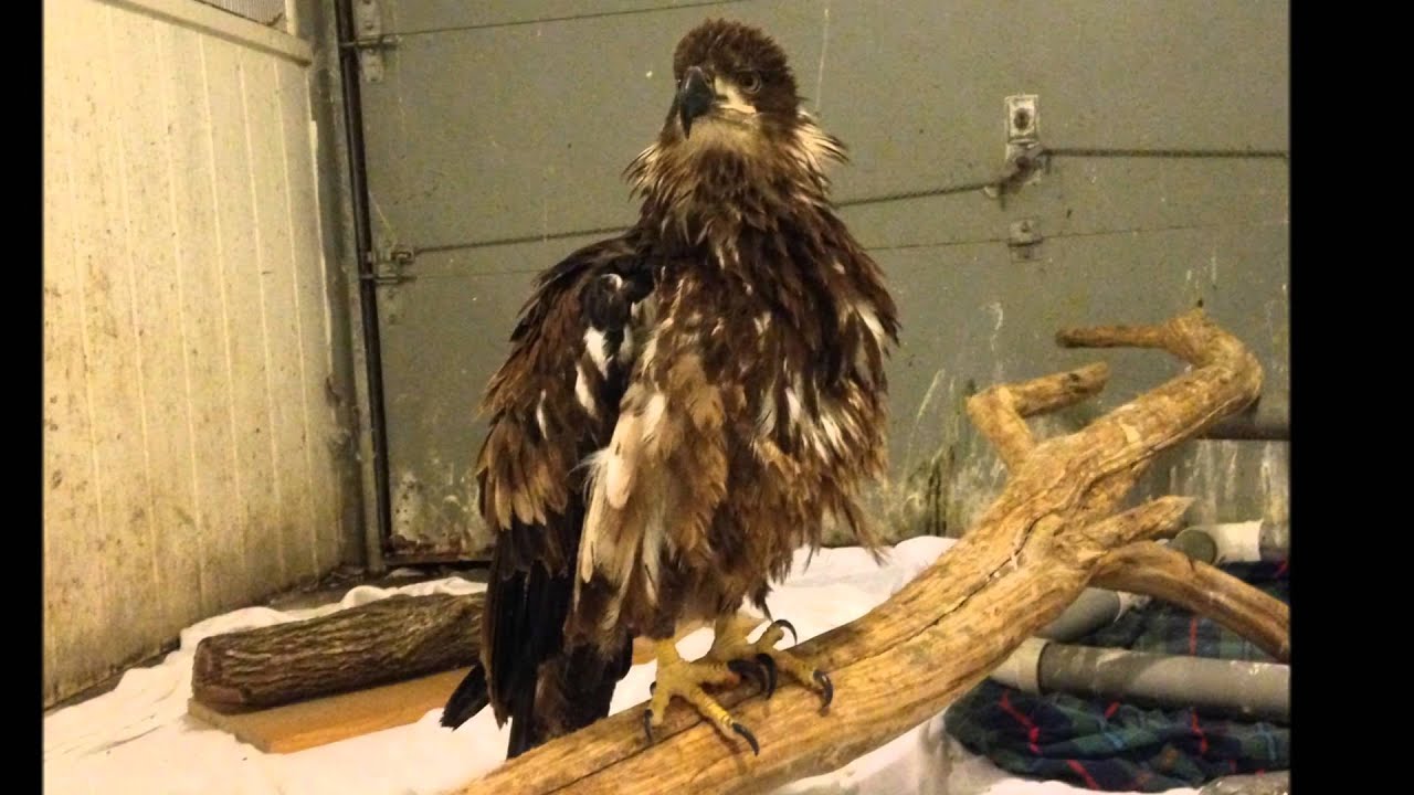 camera iphone 8 plus apk Emrys the Bald Eagle Arrival and Training
