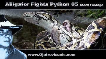 Alligator Fights Python 05 Stock Footage