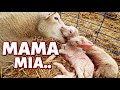 MAMA MIA, HERE WE GO AGAIN... (the first day of winter lambing 2020): VLOGMAS 2020: Vlog 387