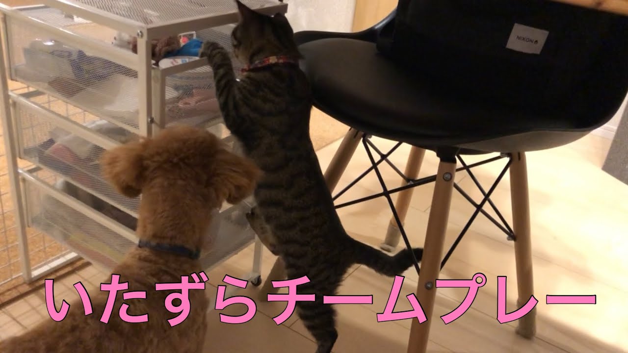 引き出しから取り出す猫 犬と猫仲良し 動物がかわいいyoutube動画はここだ