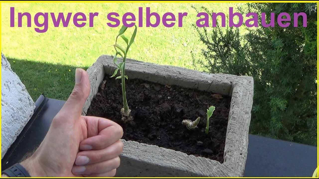 Ingwer Pflanzen Ingwer Vermehren Selber Ziehen Ingwer Zuchten