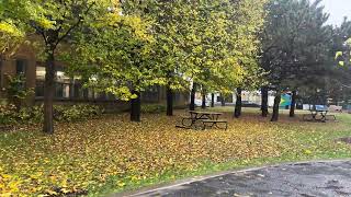 Portland Rain Walk, Peak Autumn Northwest District Binaural Audio 4k