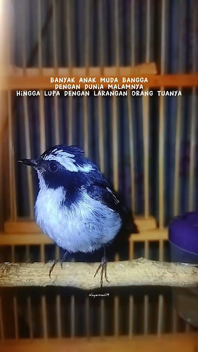 kata kata si blackputih #kicaumania #janganlupasubscribe #burung #subscribe