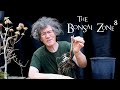 The First Steps of a Long Journey, Part 2, The Bonsai Zone, April 2021