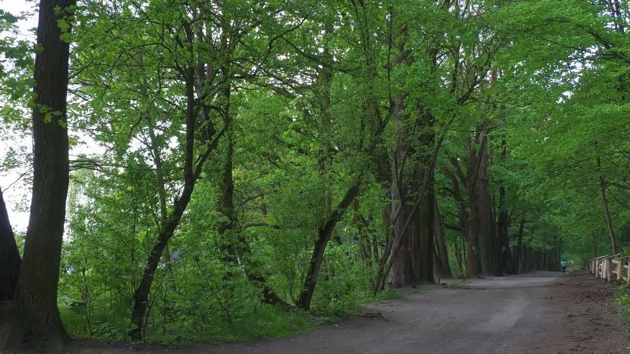 4 pory roku w lesie - Timelapse w jednym kadrze