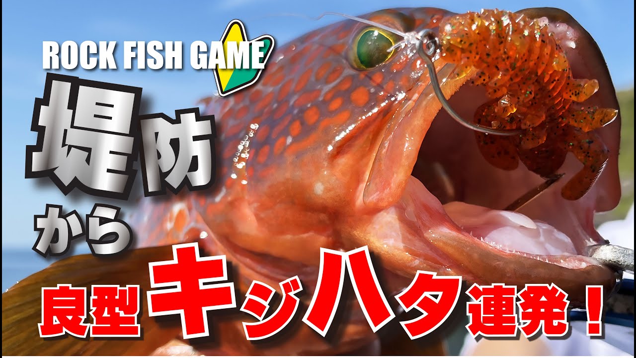 ド日中は渋いし釣れないと思っている方必見！DAYでも良型キジハタは釣れる！！