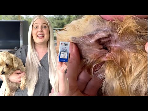 Video: Zymox voor honden met oorinfecties