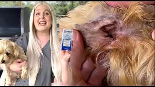 Treat your dogs ear infection AT HOME | Zymox Really works!