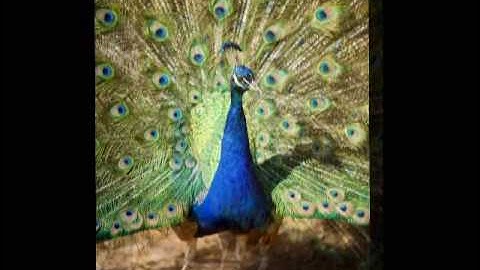 The Visitors at Horning