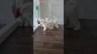 Puppies for Sale Singapore Imported Maltese Puppy by the Lovely Pets