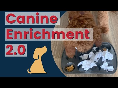 Video: Kan hunde og kaniner leve sammen?